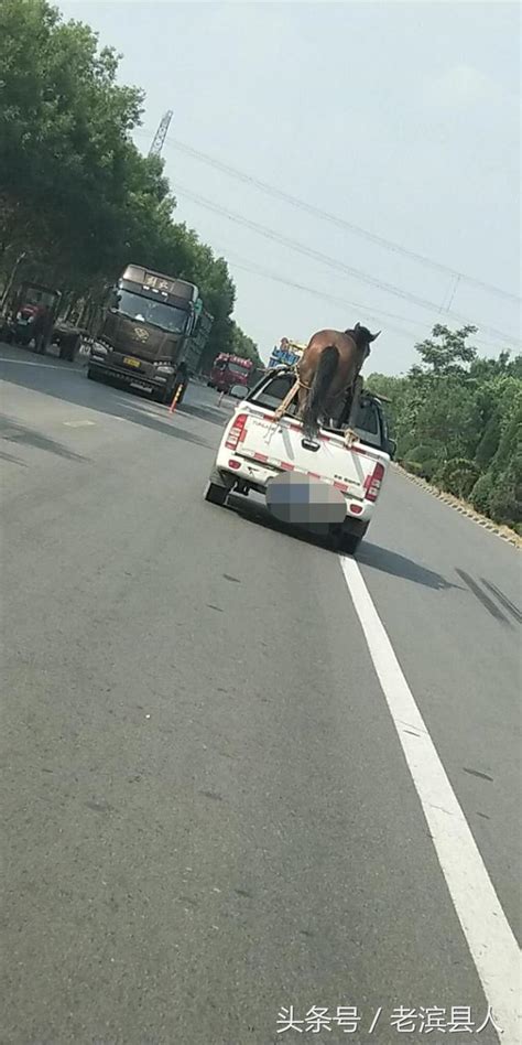 小馬拉大車 外流